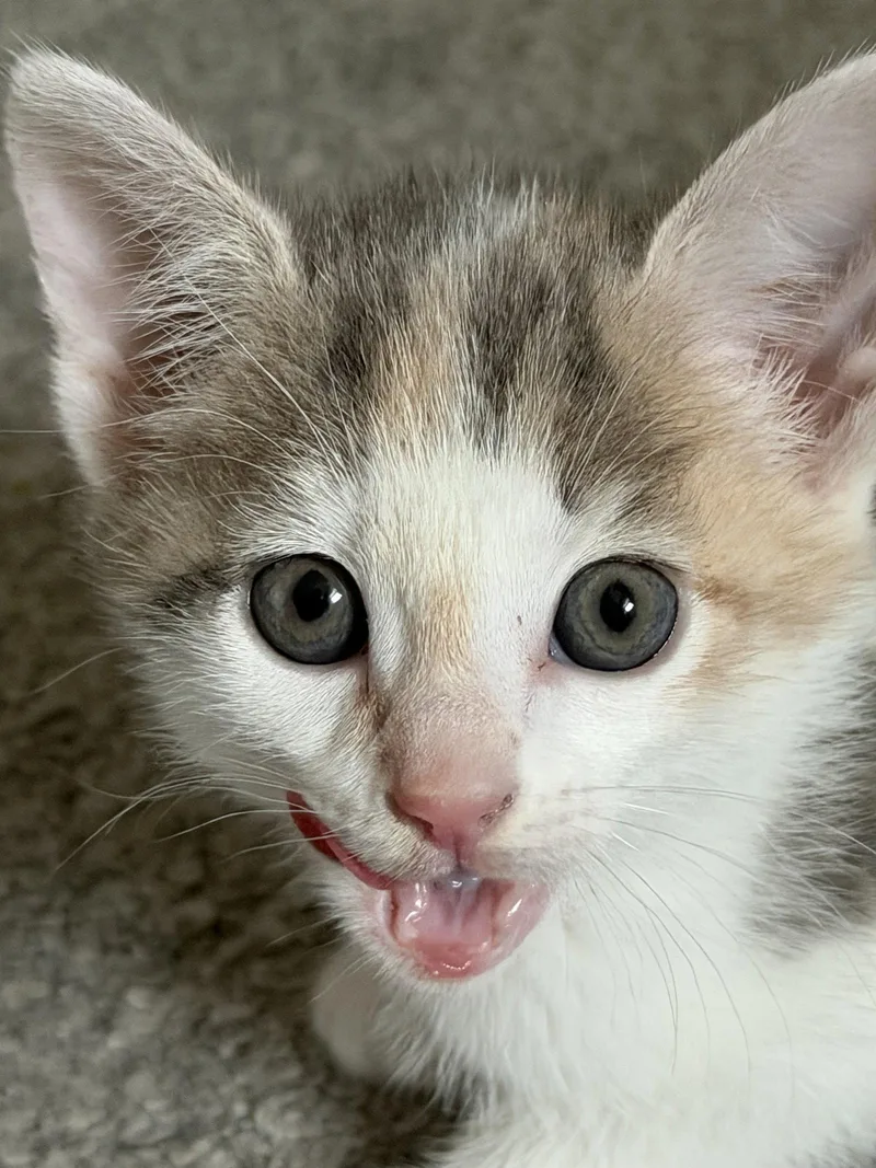 Waffles thumbnail 2
