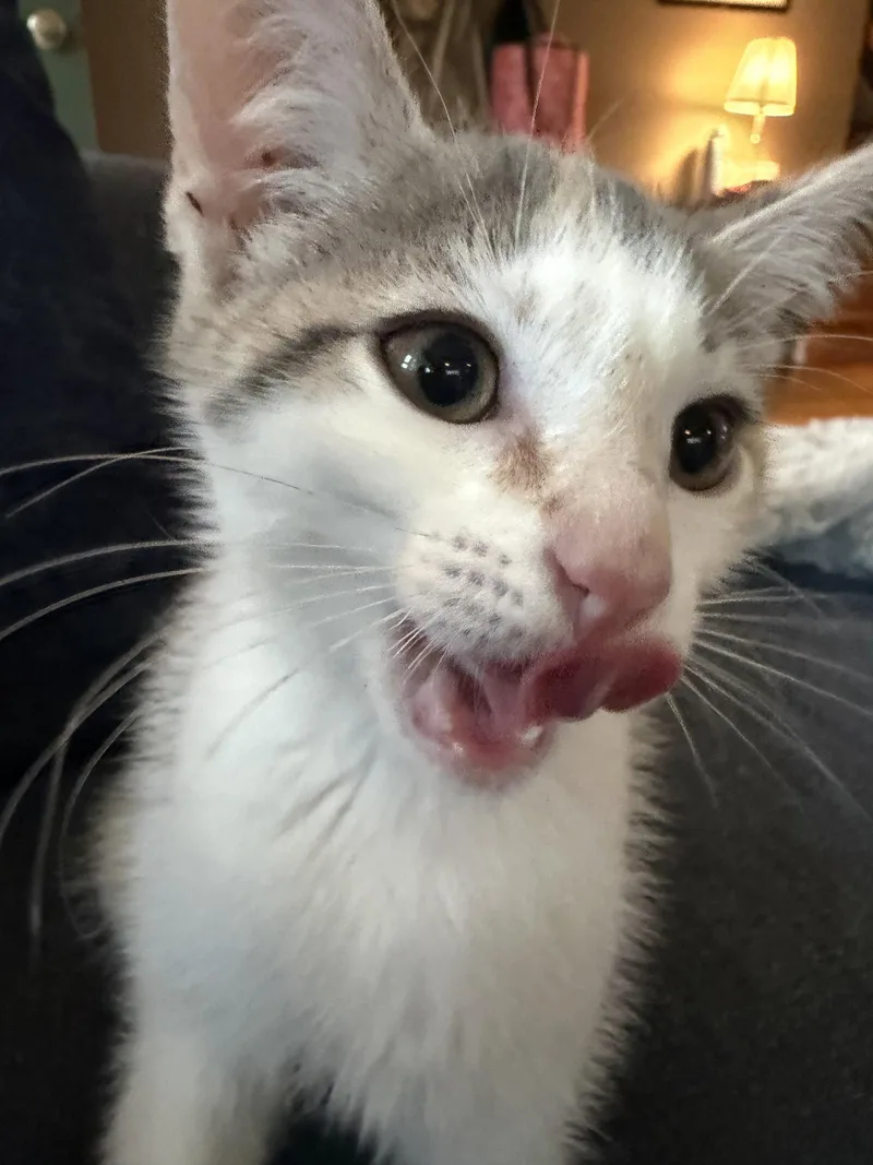 Waffles thumbnail 3