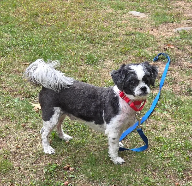 An adult small-sized male Gray / Blue / Silver Shih Tzu dog named Dylan for adoption in Hayward, WI