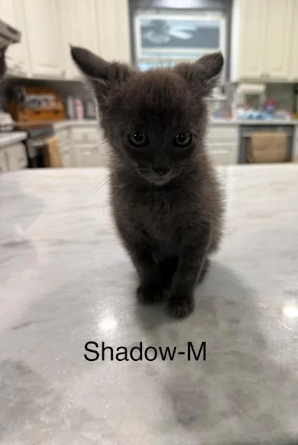 A baby medium-sized male Gray / Blue / Silver American Shorthair cat named Shadow for adoption