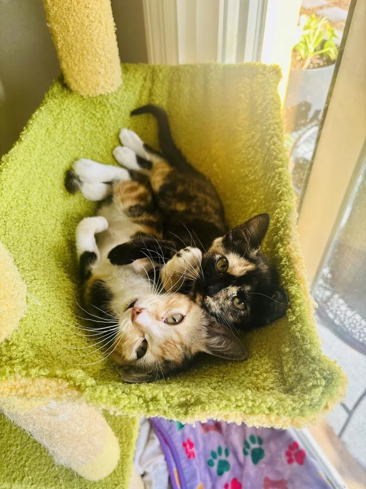 A baby small-sized female Domestic Short Hair cat named Avocado for adoption in Orlando, FL