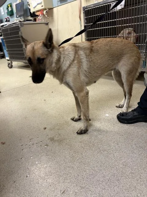 A young medium-sized female German Shepherd Dog dog named Porsha for adoption in Riverside, CA
