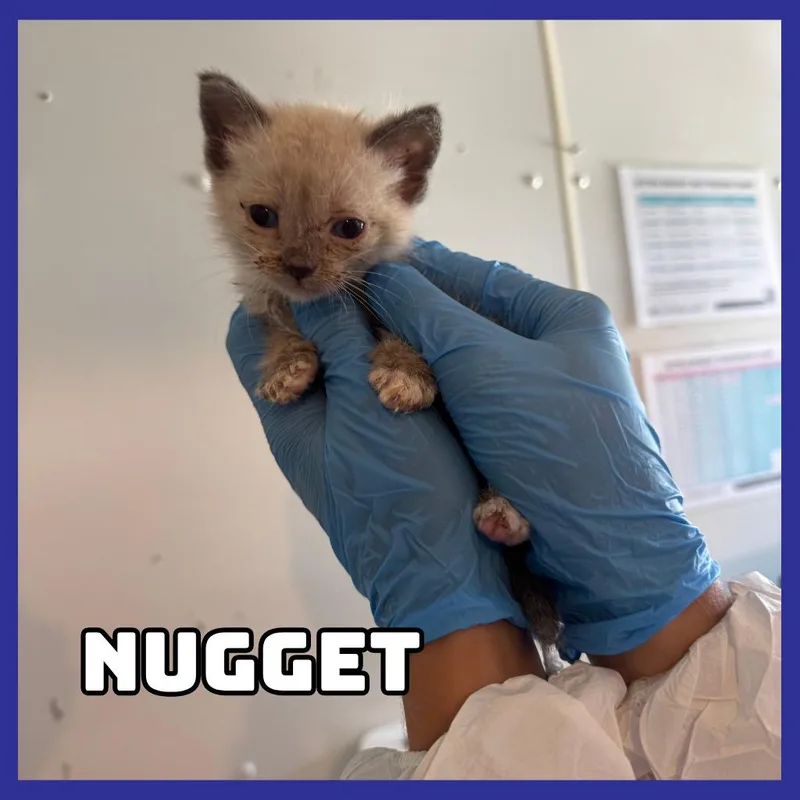 A baby small-sized female White Domestic Short Hair cat named Nugget for adoption in Glenwood, MN