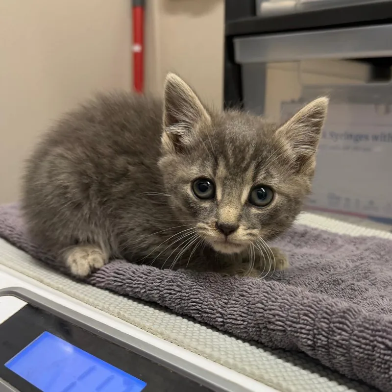 A baby small-sized male Gray / Blue / Silver Domestic Short Hair cat named Pina Colada for adoption in Morganton, NC