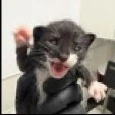 A baby small-sized female Black Domestic Short Hair cat named Dolly for adoption in Escondido, CA