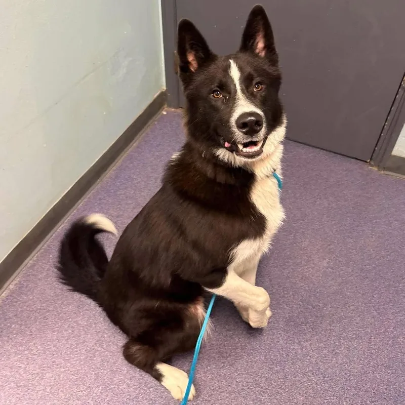 A young large-sized male Black Mixed Breed dog named Laikyn for adoption in Edwardsville, IL