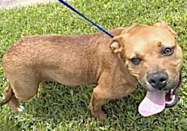 A young medium-sized female Staffordshire Bull Terrier dog named A for adoption in Houston, TX