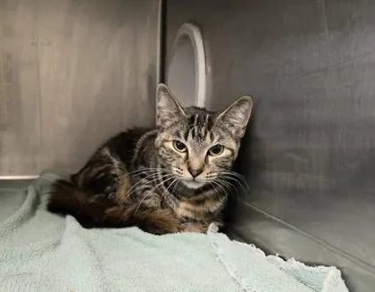 A young small-sized female Domestic Short Hair cat named Neptune for adoption in Gainesville, FL