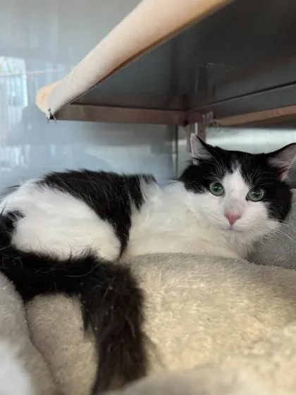 An adult large-sized male White Domestic Long Hair cat named Johnathan for adoption in Midland, MI