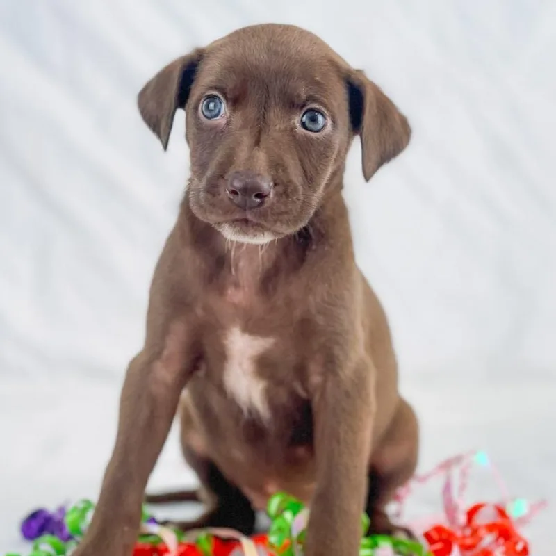 Wild The Lab Mix
