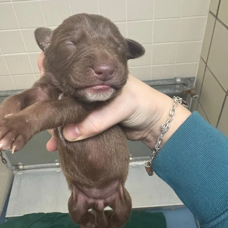 Wild The Lab Mix thumbnail 2