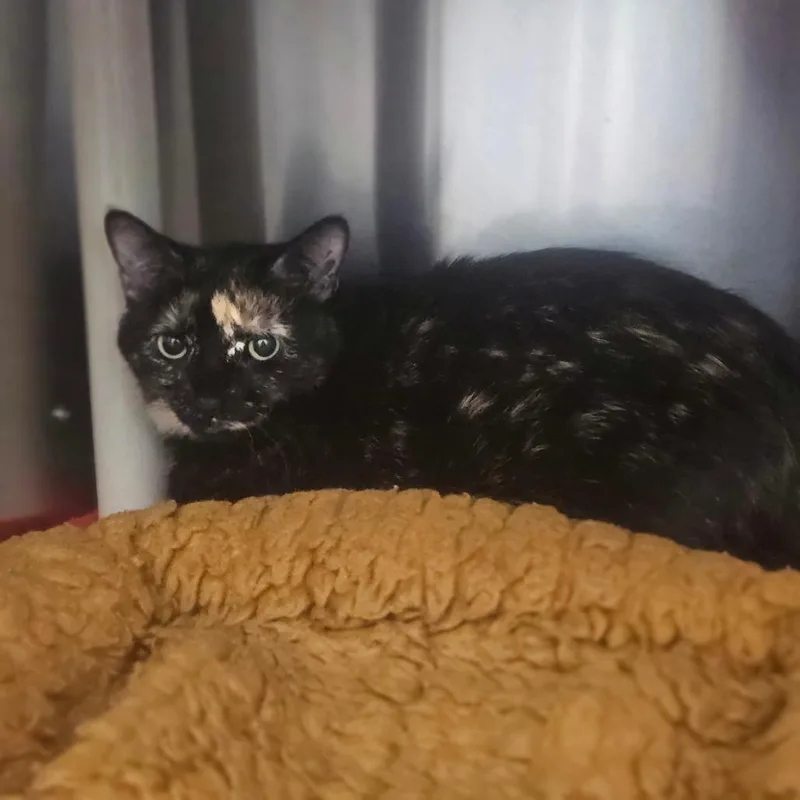 An adult medium-sized female Black Domestic Short Hair cat named Willa for adoption in Detroit Lakes, MN