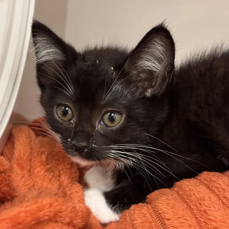 A baby small-sized female Black Domestic Short Hair cat named Milli for adoption in Redwood City, CA