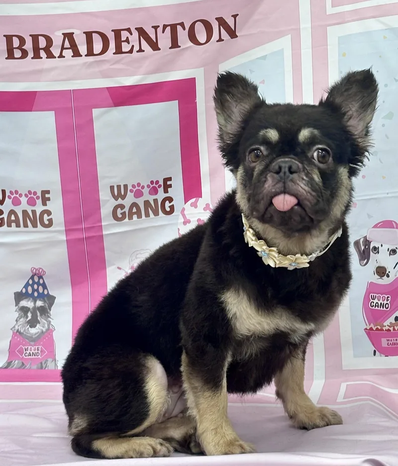 An adult small-sized female Brown / Chocolate French Bulldog dog named Mia for adoption in Hollywood, FL