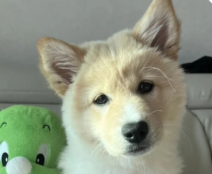 Dooli