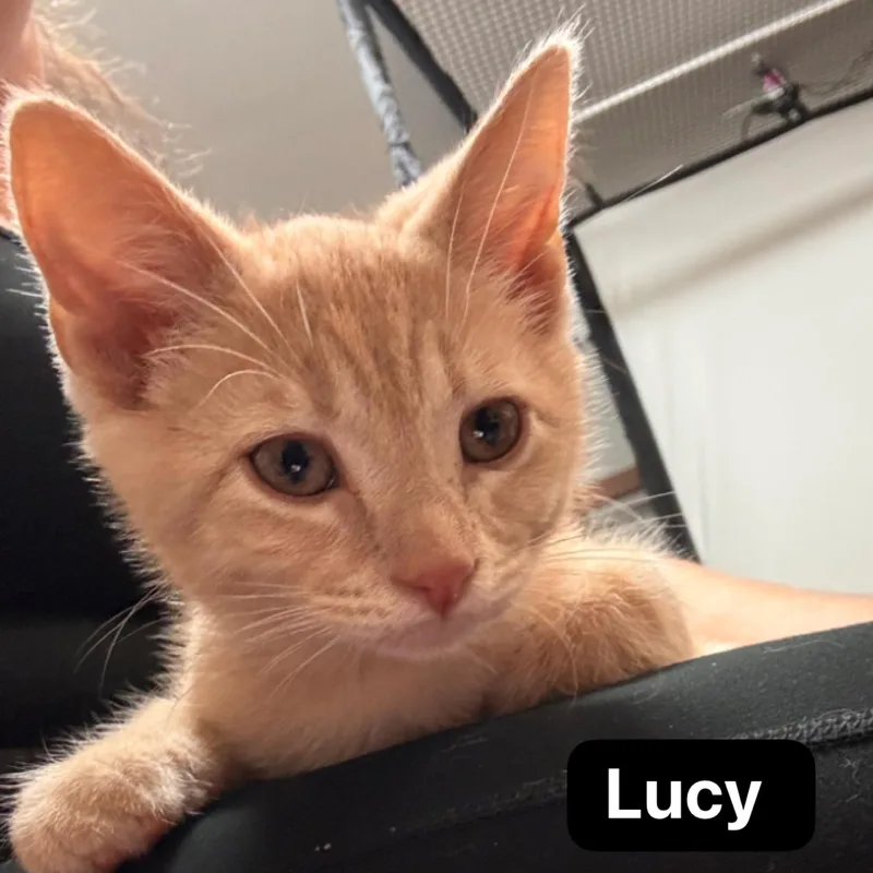 A baby medium-sized female Orange & White Domestic Short Hair cat named Lucy for adoption in Murfreesboro, TN