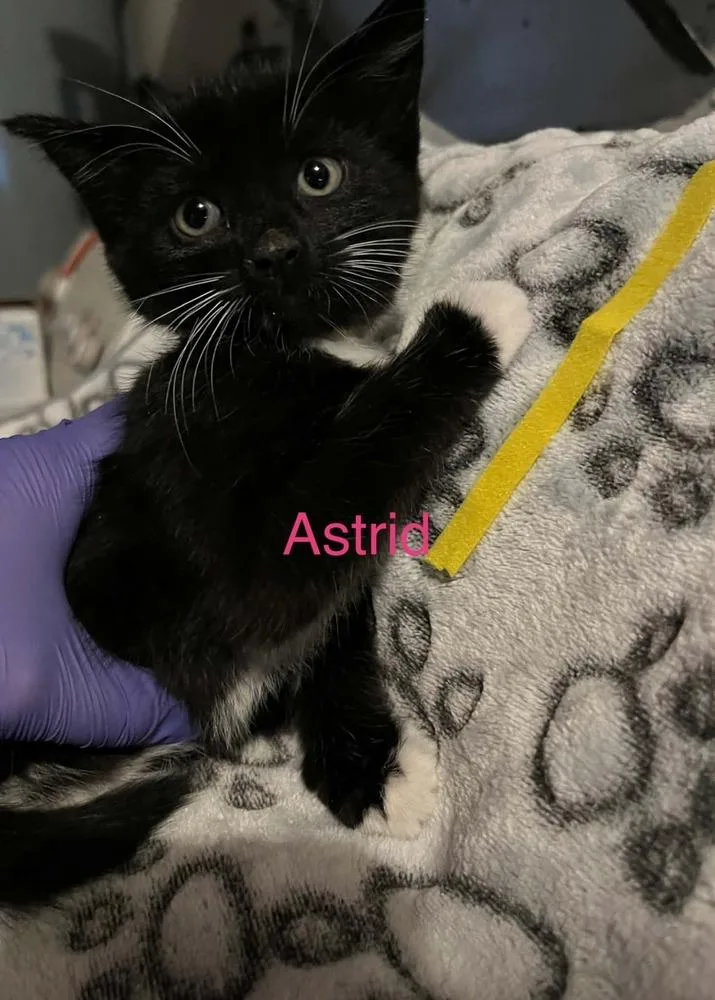 A baby small-sized female Black & White / Tuxedo Domestic Short Hair cat named Astrid for adoption in Virginia Beach, VA