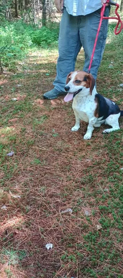 An adult medium-sized male Beagle dog named Luke for adoption in Wolcott, VT