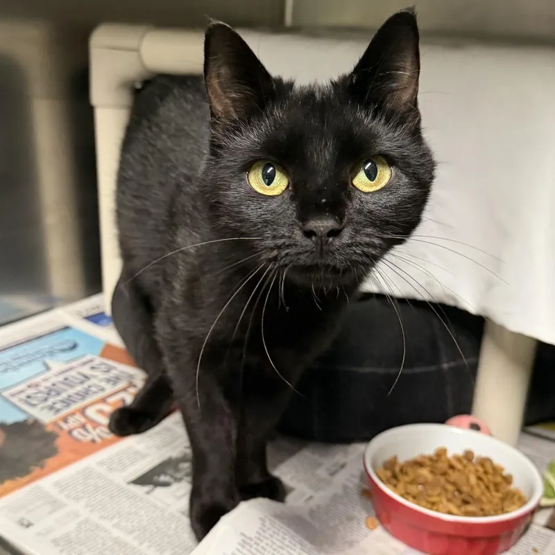An adult medium-sized female Black Domestic Short Hair cat named Sabrina for adoption in Kennebunk, ME