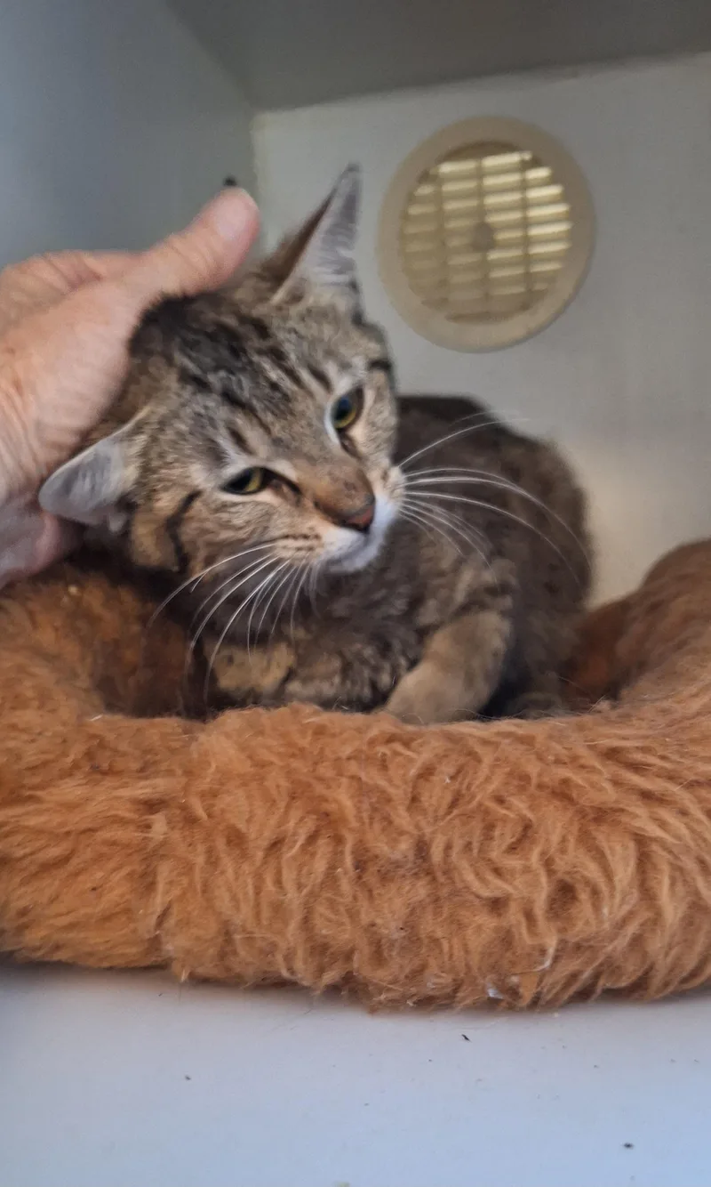 A young medium-sized female Tabby (Brown / Chocolate) Tabby cat named Cherish for adoption in Stanton, KY