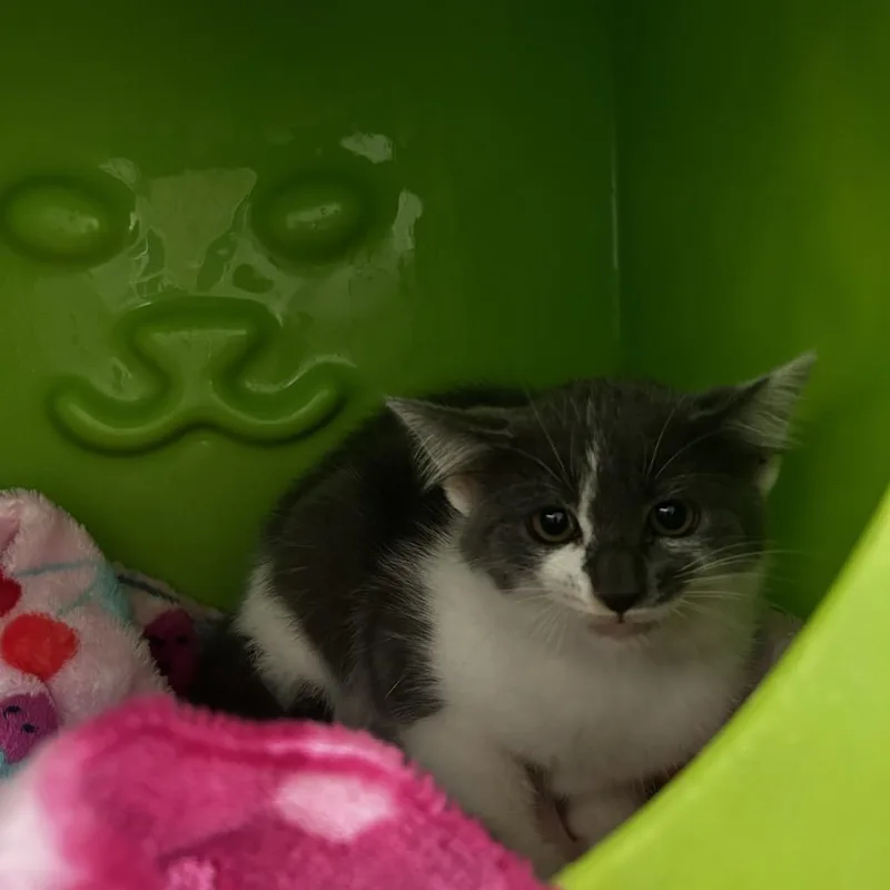 A baby small-sized female Gray / Blue / Silver Domestic Short Hair cat named Jaguar for adoption in Waukesha, WI