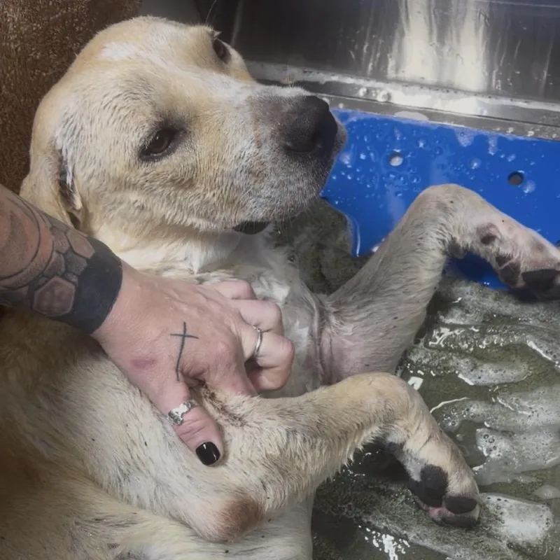 An adult medium-sized female Yellow / Tan / Blond / Fawn Yellow Labrador Retriever dog named Penelope for adoption in Fredericksburg, TX