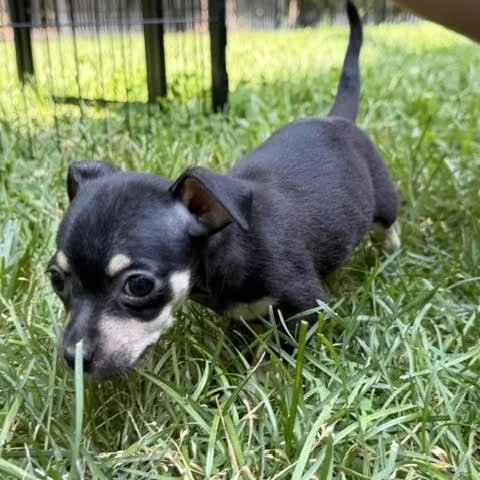 A baby small-sized female Black Chihuahua dog named Phoebe for adoption in Midlothian, VA