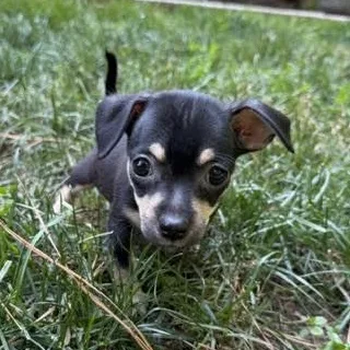 Phoebe thumbnail 5