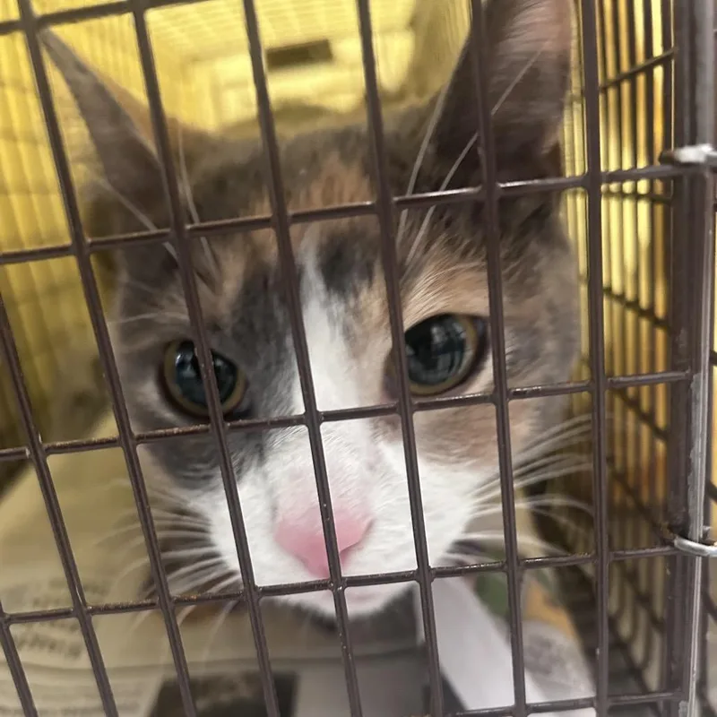 An adult medium-sized female Calico Domestic Short Hair cat named Dixie for adoption in Philadelphia, PA