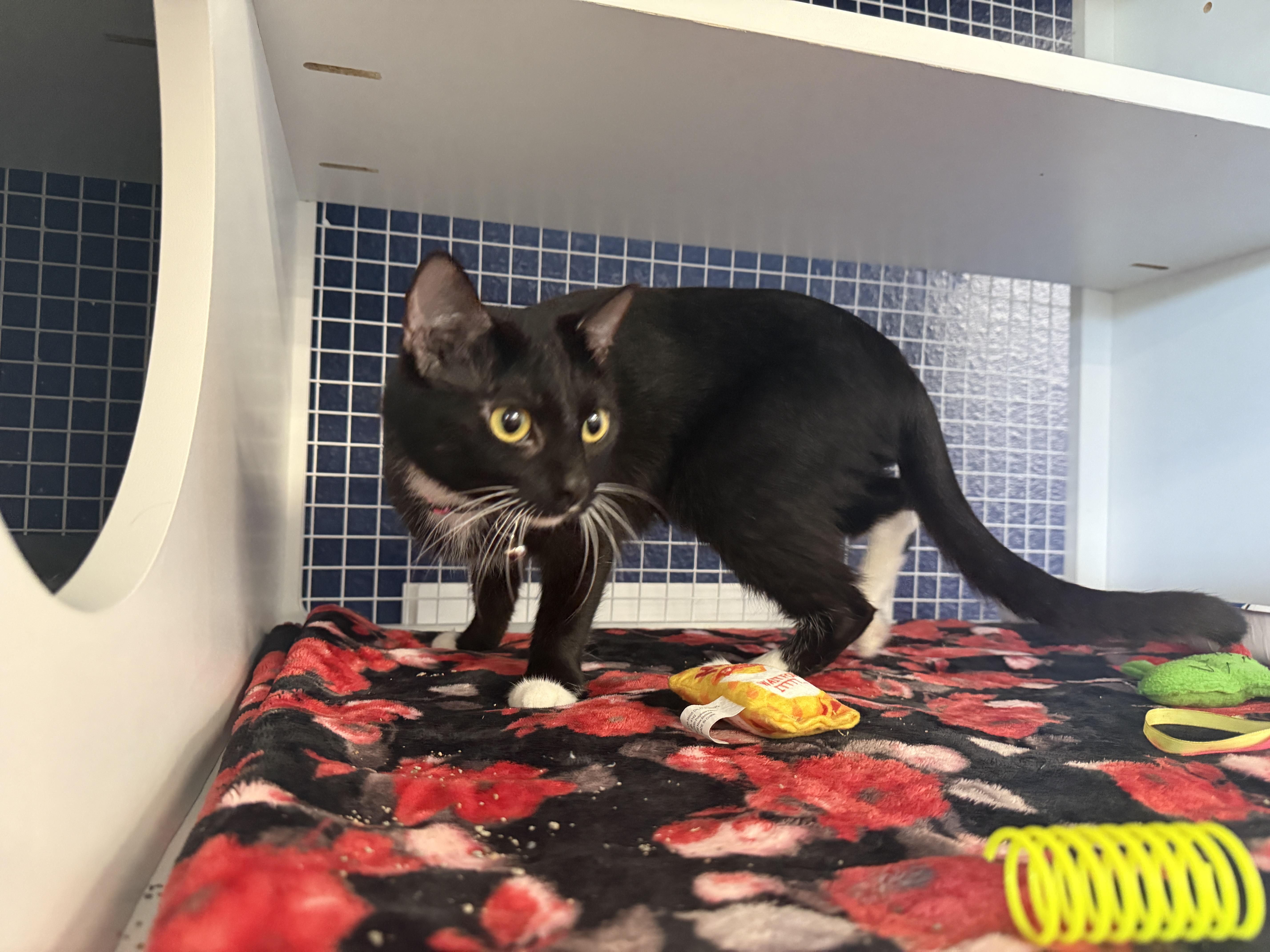 A young medium-sized female Black & White / Tuxedo Domestic Short Hair cat named Katrina for adoption in Oceanside, CA