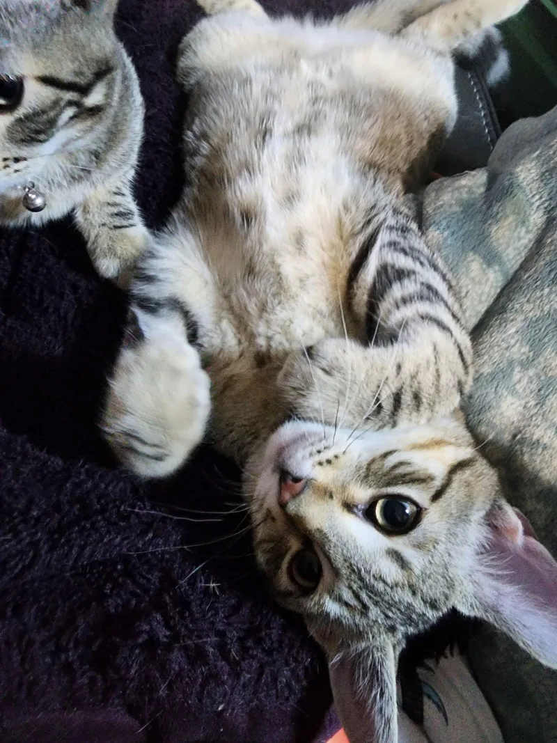 Tabernacle C thumbnail 2