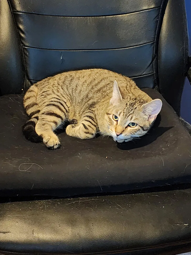 Tabernacle C thumbnail 3