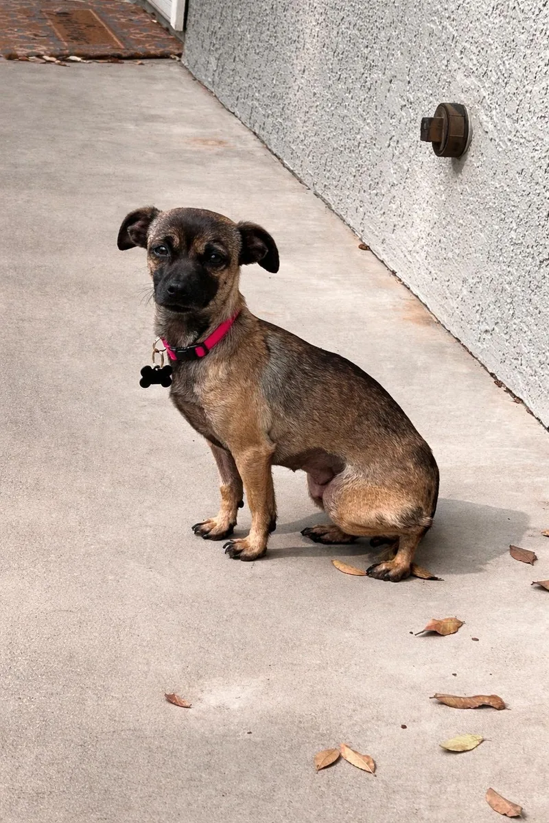 Brittany thumbnail 2