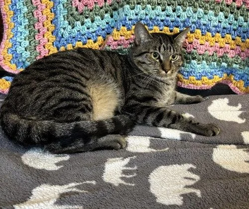A young medium-sized male Gray / Blue / Silver Domestic Short Hair cat named Smaug for adoption in Prattville, AL