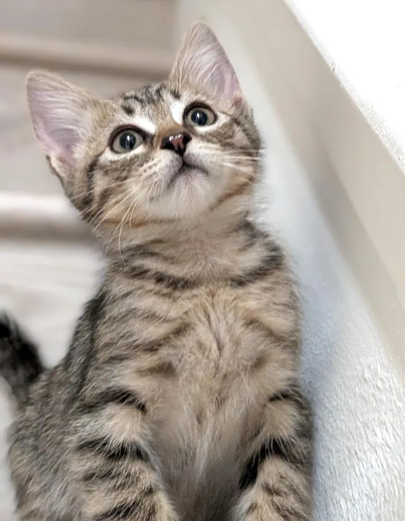 A baby small-sized male Tabby (Gray / Blue / Silver) Domestic Short Hair cat named Tiny for adoption in El Monte, CA
