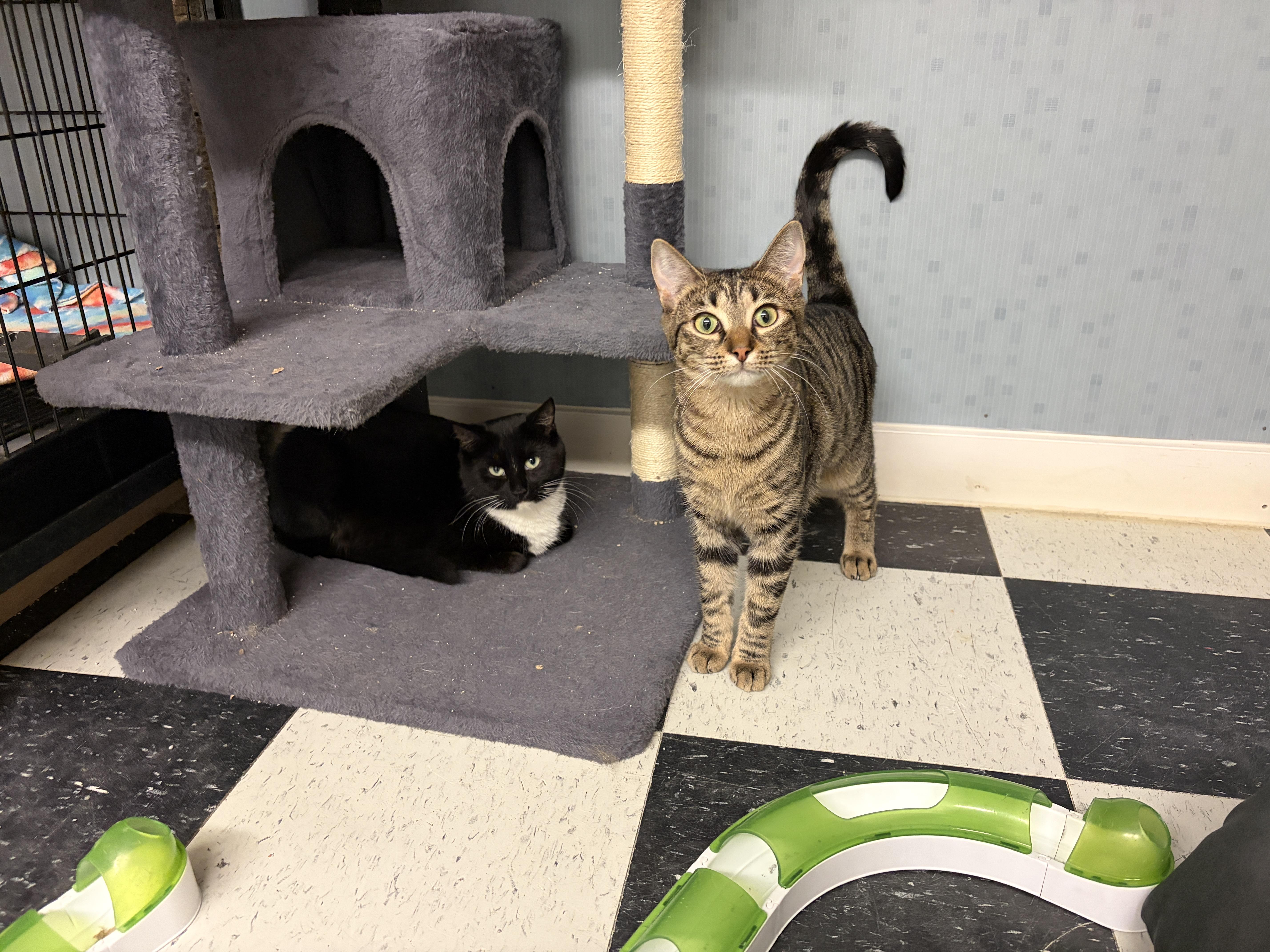 A baby medium-sized male Gray / Blue / Silver Domestic Short Hair cat named Cougar for adoption in Perry, GA
