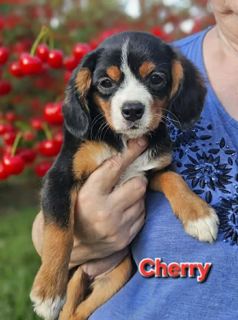 Cherry Span thumbnail 2
