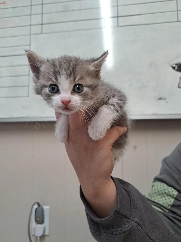 A baby medium-sized female Domestic Short Hair cat named Missy for adoption in Fayetteville, TN
