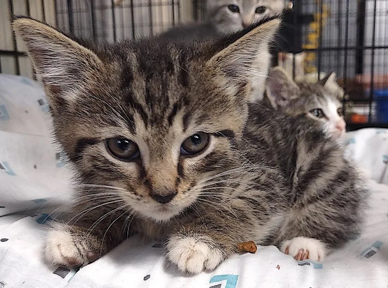 A baby medium-sized male Domestic Short Hair cat named River for adoption in Albemarle, NC