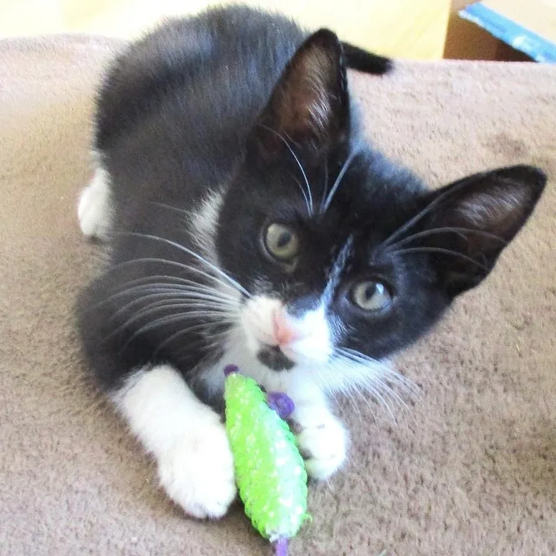 A baby small-sized female Black & White / Tuxedo Domestic Short Hair cat named Binx & Blu Conroy for adoption in Morrison, CO