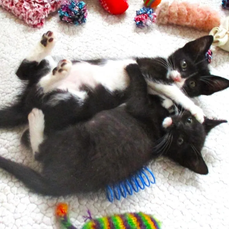 Binx & Blu Conroy thumbnail 3