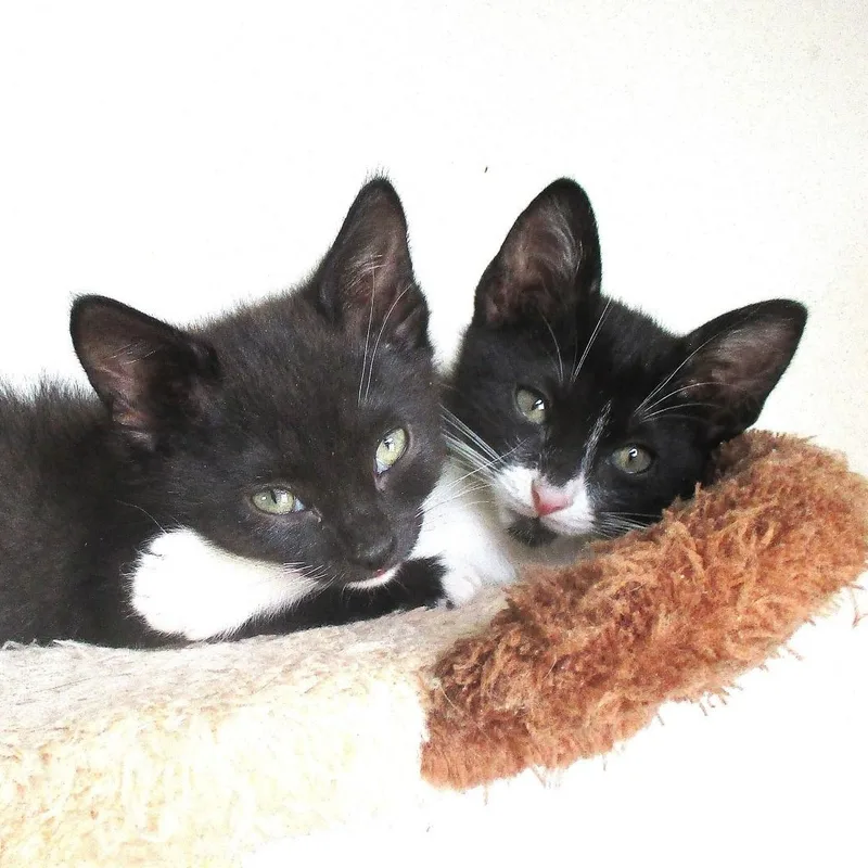 Binx & Blu Conroy thumbnail 4