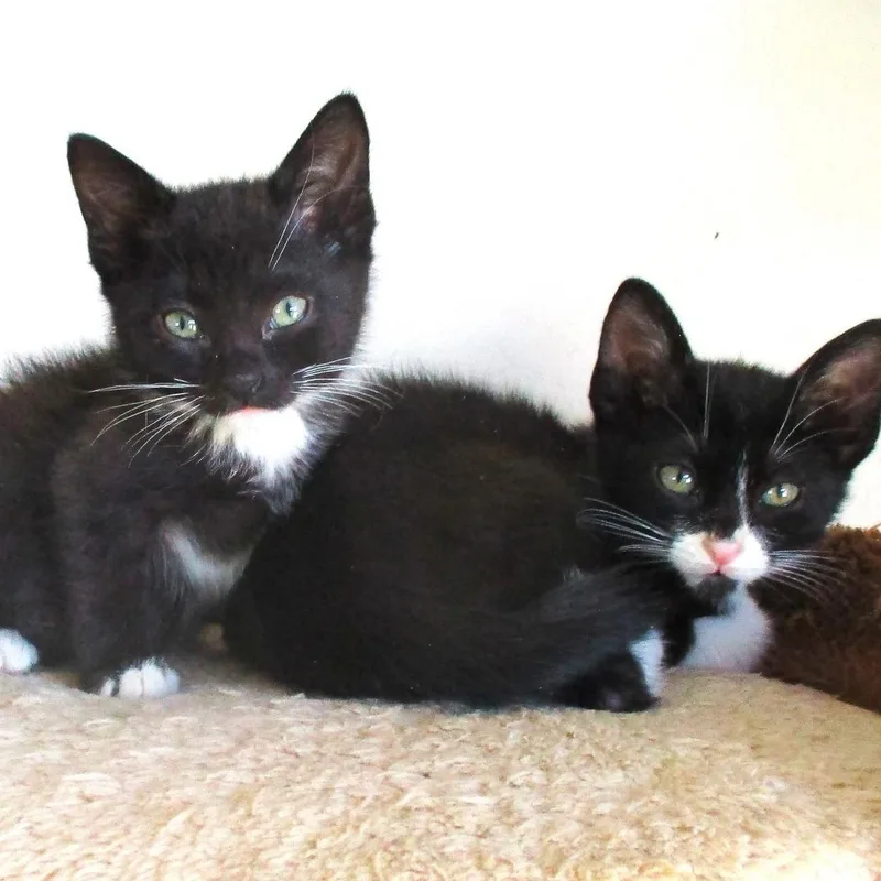 Binx & Blu Conroy thumbnail 5