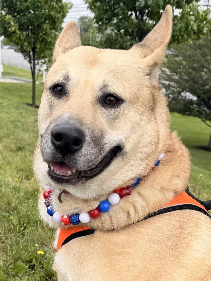 An adult large-sized female German Shepherd Dog dog named MistyLou for adoption in Houston, TX