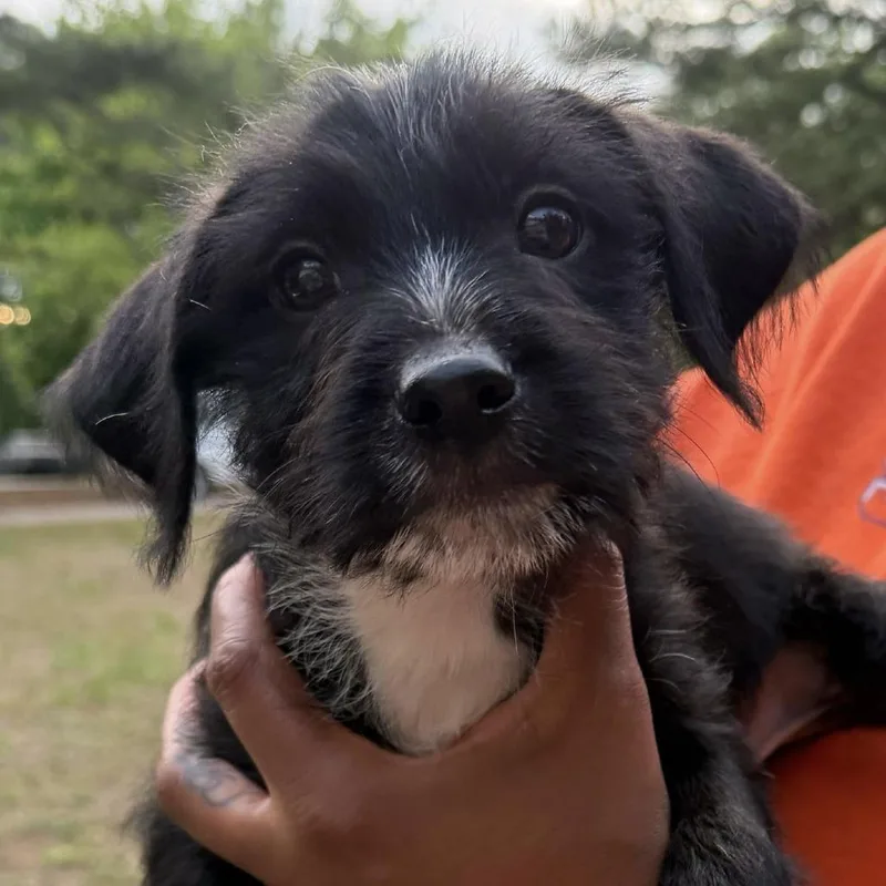 Oliver
