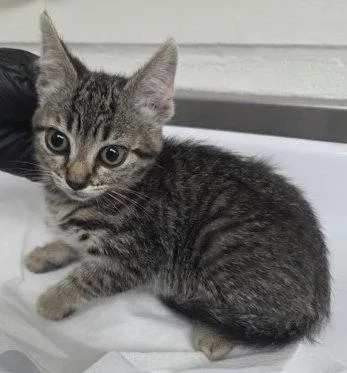 A baby small-sized female Brown / Chocolate Domestic Short Hair cat named Challah for adoption in Oakland, CA