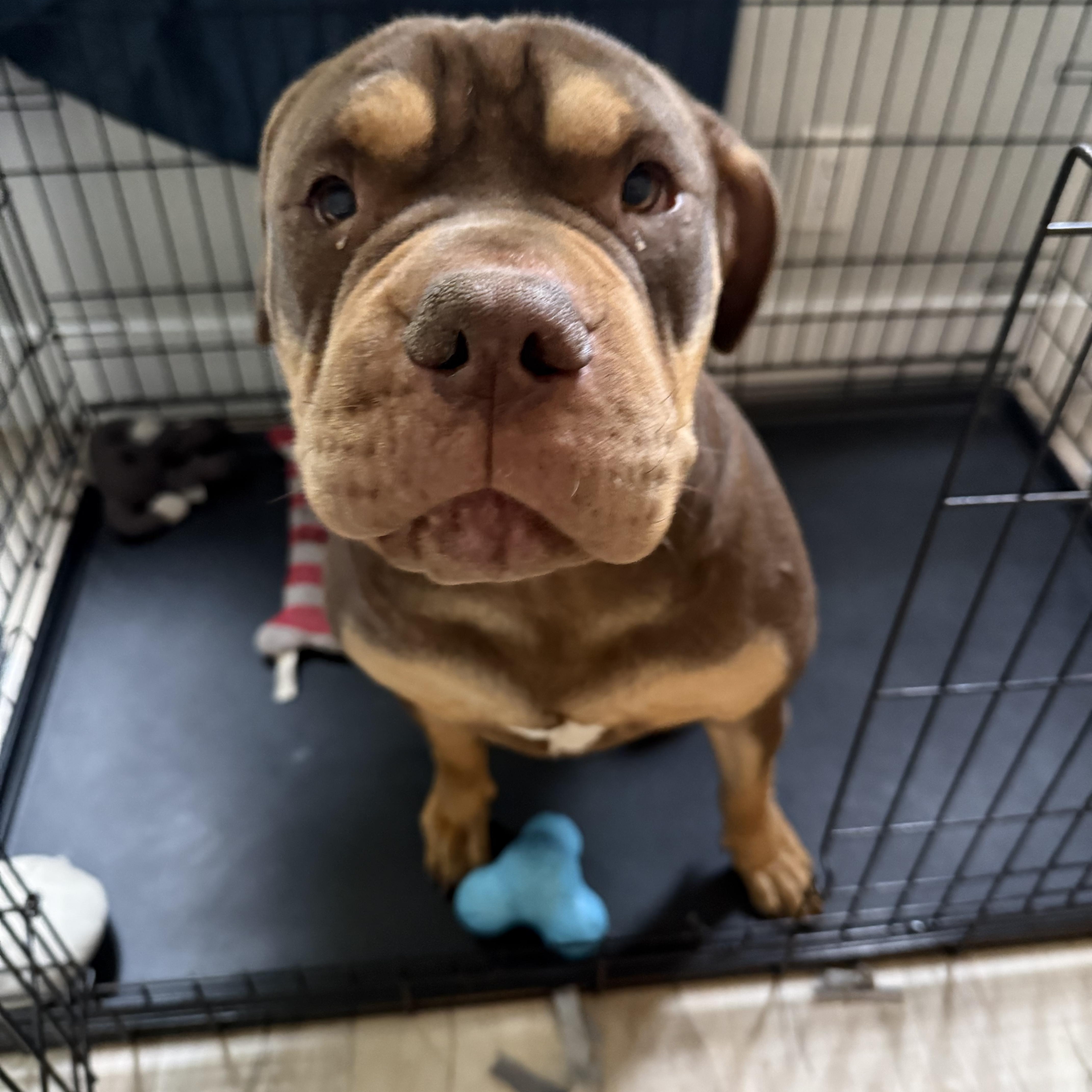 Wasabiwonton thumbnail 2