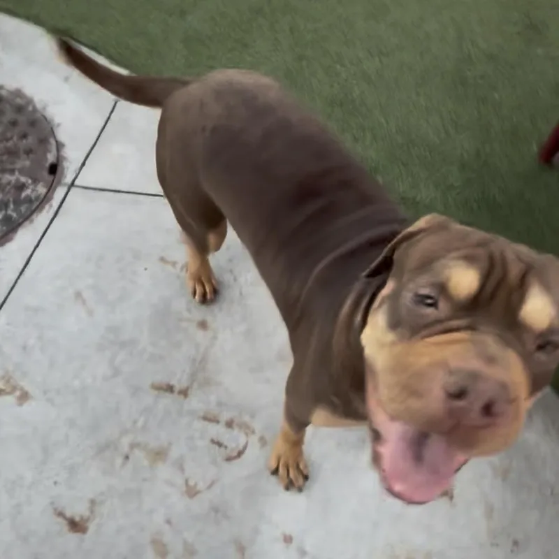 Wasabiwonton thumbnail 3