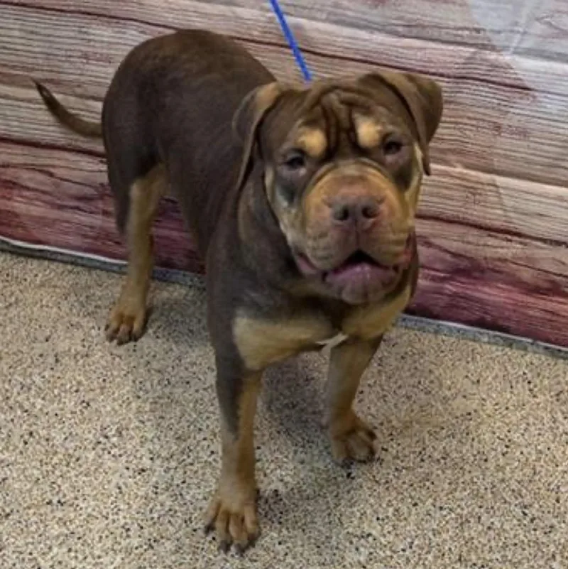 Wasabiwonton thumbnail 4