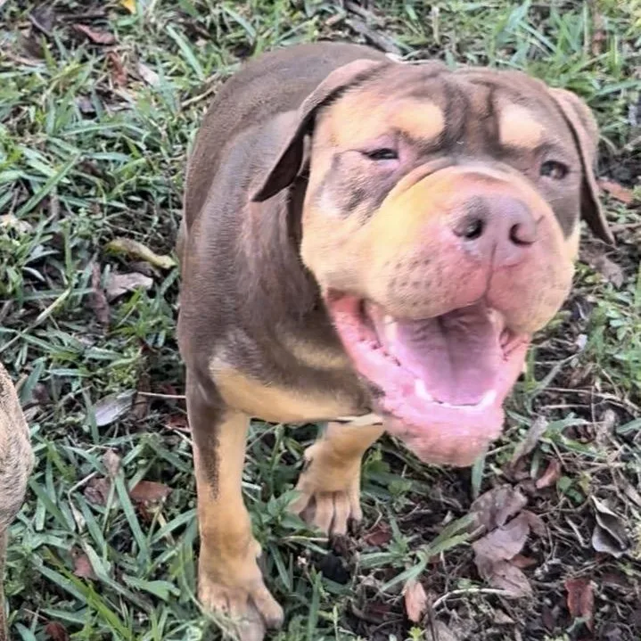 Wasabiwonton thumbnail 5